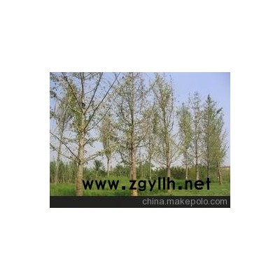 12公分银杏树价格/海鸥银杏供/银杏苗价格/12公分银杏树价格