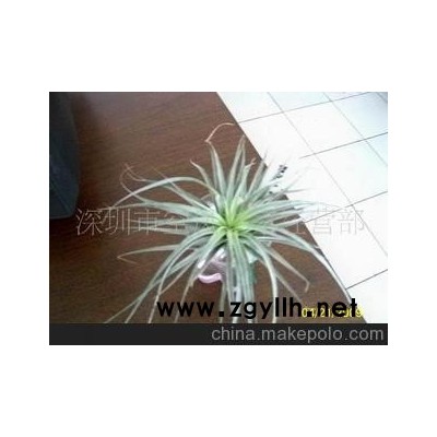 空气凤梨-棉花糖微型盆景