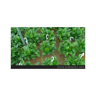 俊辰精品绿萝批发！货靓价平