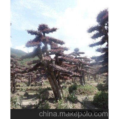 移栽椤木石楠 精品造型榆树10－60公分 6－15公分罗汉松批发