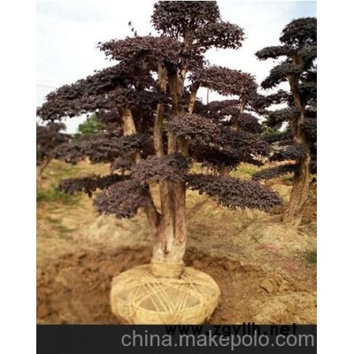 出售单杆10－12－15－20公分移栽杨梅树 大规格景观造型树