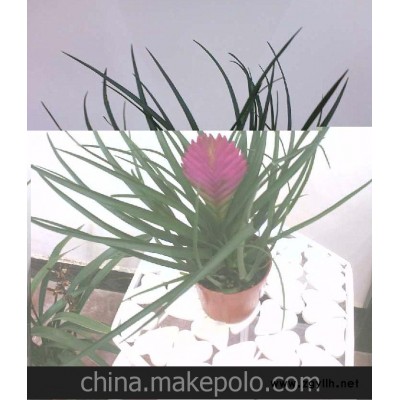 室内小盆景神奇空气 铁兰花 铁线兰 铁兰盆栽 A100#