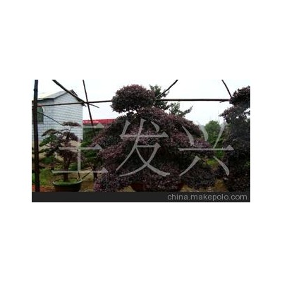 苗木红继木盆景