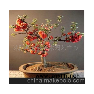 木瓜海棠盆景 *5年以上的大苗，欢迎选购