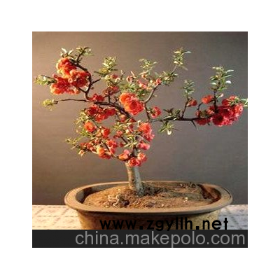 供应海棠花苗盆栽 海棠盆景