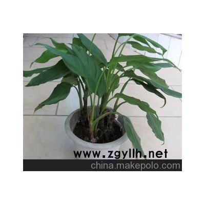 宜宾南溪本地批发 万年青盆景