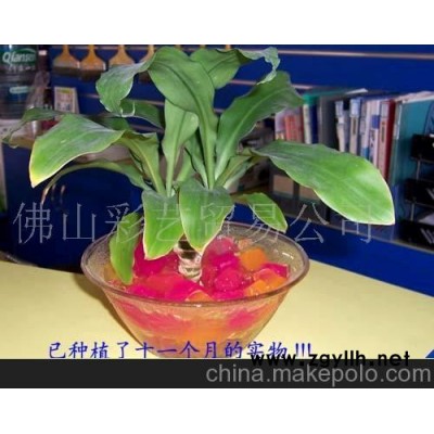 幻彩水晶花泥/罐头花卉植物/魔豆植物3