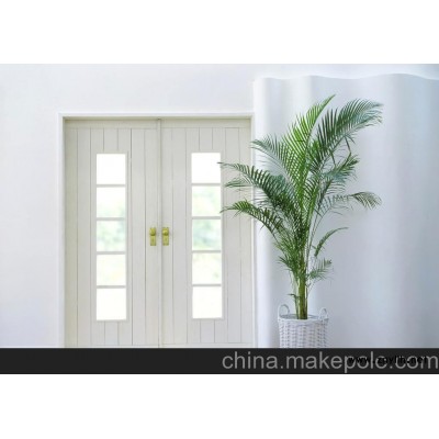 长沙室内花卉租赁 绿植租摆 办公室绿化 散尾葵租赁