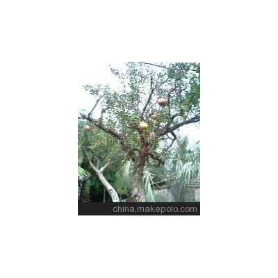 石榴树、枣树、橘子树(图)-石榴树