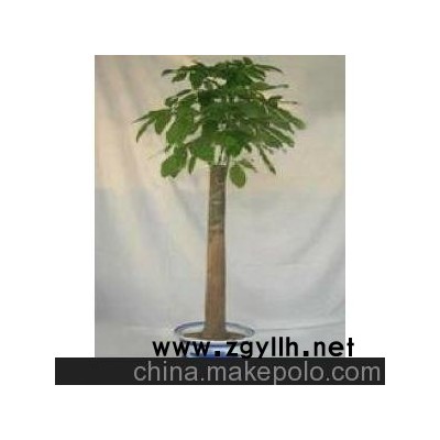 供应室内大型盆景