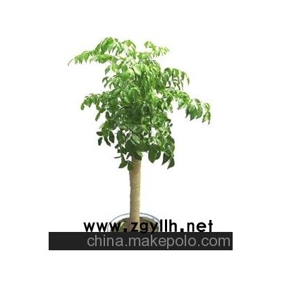 大型幸福树盆景厂家批发