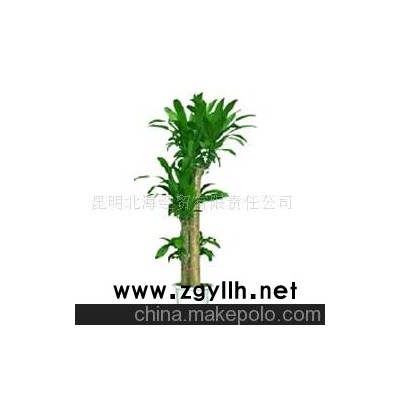 批发供应鲜花、盆栽花卉巴西木、花草盆景