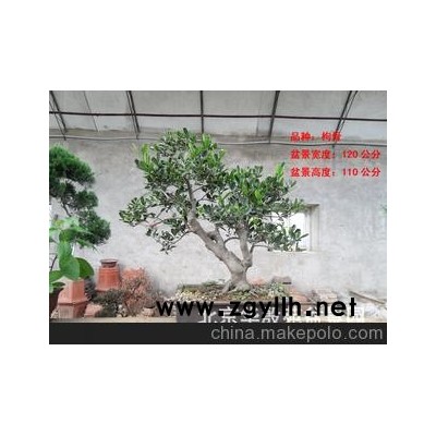 北京华殷苑盆景园销售枸骨树桩盆景