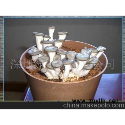 批发供应蘑菇盆景