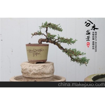 地柏盆景，悬崖式地柏，实体店铺实拍图