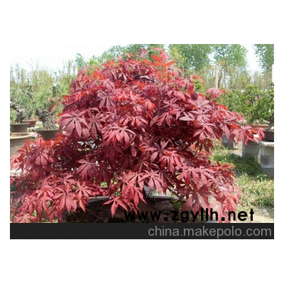 森业花木出售 红枫盆景 各种造型 大树盆景！种类齐全