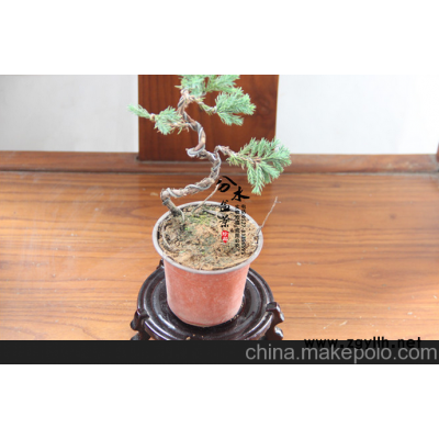 实物微型小品松柏树桩盆景 悬崖式地柏盆景 刺柏小苗