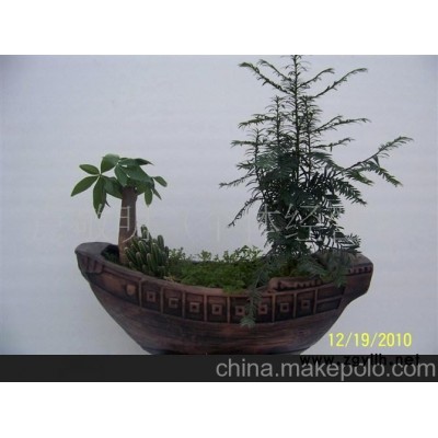 一帆风顺红豆杉盆景