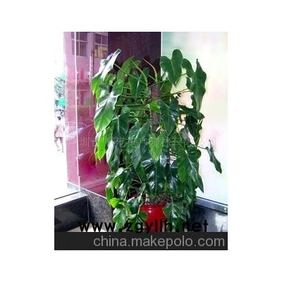 绿化养护树木盆景