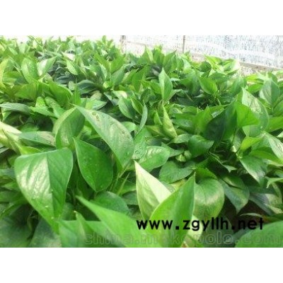 绿萝批发基地优质绿萝诚信经营