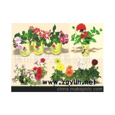 罐头花卉/魔豆魔蛋小盘栽/原木魔豆礼品3