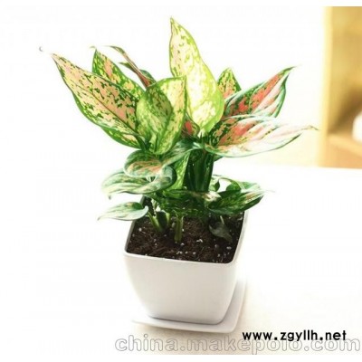 广州绿植租赁，绿植养护平台，价格实惠