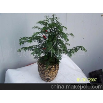 执子之手红豆杉盆景