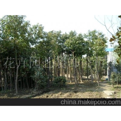 园木 花卉-香樟