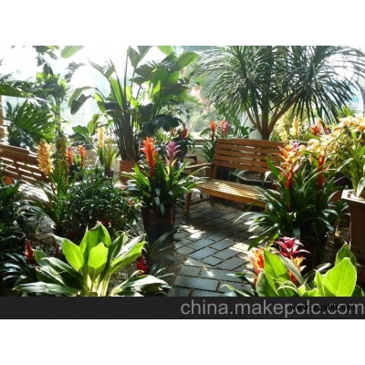 花草租赁 长沙花卉租摆 花草租赁价格