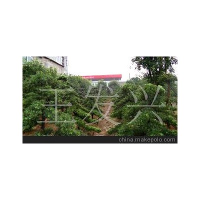 苗木罗汉松盆景