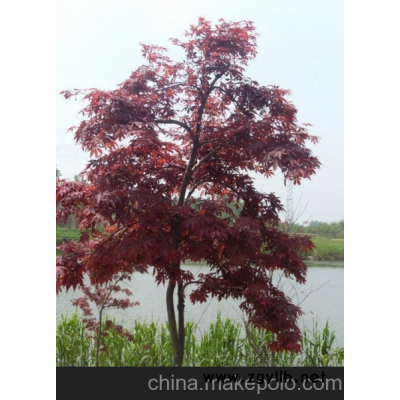 供应红枫盆景 红枫造型树 ·大型盆景 种类齐全