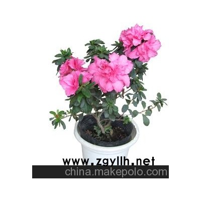 宜宾南溪本土批发 杜鹃盆景