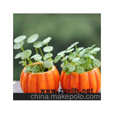 供应室内盆栽植物盆景