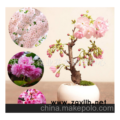 掌上微型盆景 樱花树 树桩 小型盆栽观花植物 矮化樱花盆景