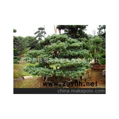 大量供应绿化苗木五针松盆景