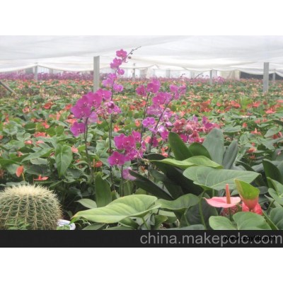 花坛造型 花坛设计  花卉租赁