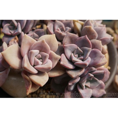 供应苏州多肉植物批发、多肉繁殖基地、多肉绿植DIY