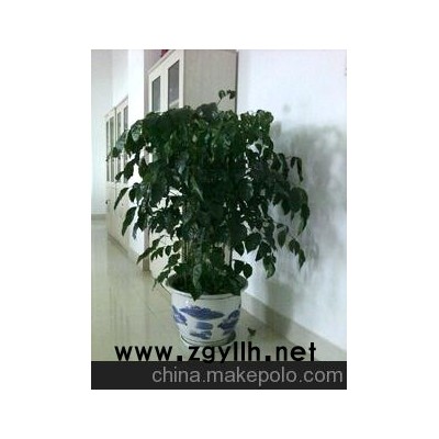 厂家直销，长期供应文竹