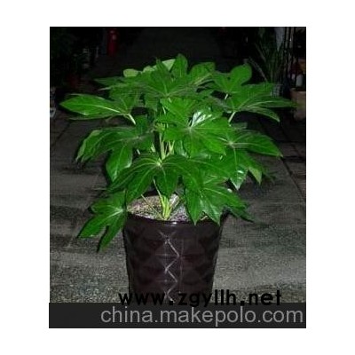 八角金盘，郑州花卉市场，郑州租花，郑州花卉批发，郑州花卉租摆