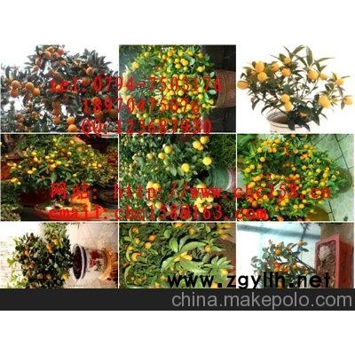 四季金桔盆景