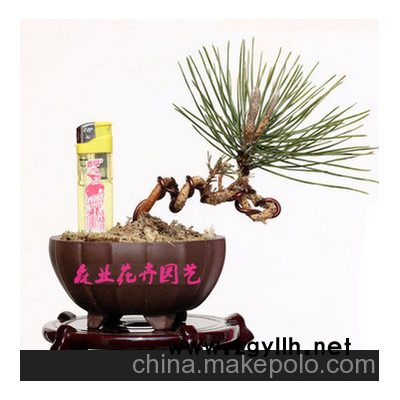 黑松盆景 盆栽 黑松微型  小松树  微型盆景 大小齐全
