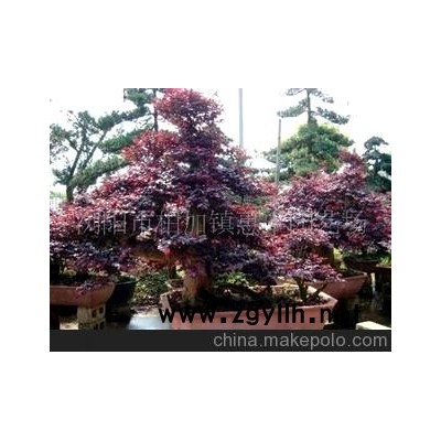 红花继木盆景