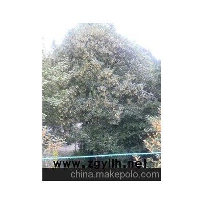 销售白果树 桂花树 天然假山 盆景