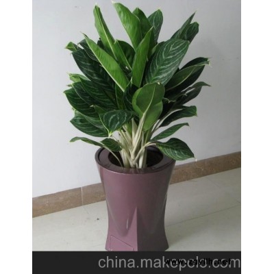 园艺设计 长沙花卉租赁价格 长沙写字楼花卉出租