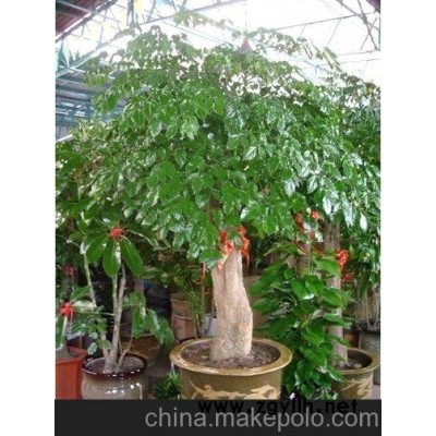 长沙园林设计\花卉租赁\幸福树租赁及价格