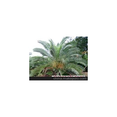 加拿利海枣 华盛顿棕榈（老人葵） 布迪椰子 香樟-加拿利海枣