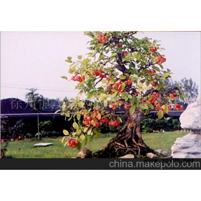 供应冬红果盆景