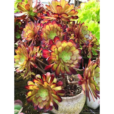 供应苏州自家繁殖多肉植物绿植盆景大棚批发