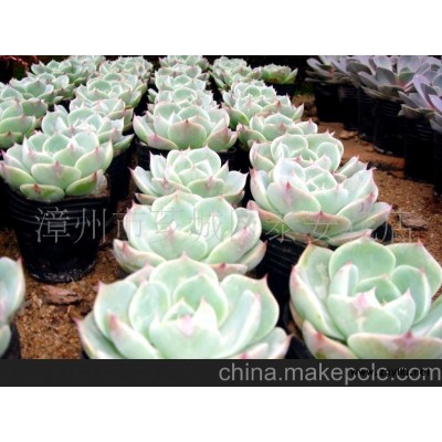 观音莲微型盆景