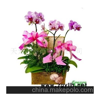 兰花盆景